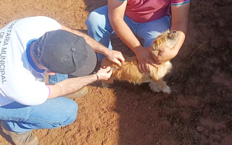 Campanha de Vacinação Antirrábica segue em Itapagipe e também atende animais da zona rural