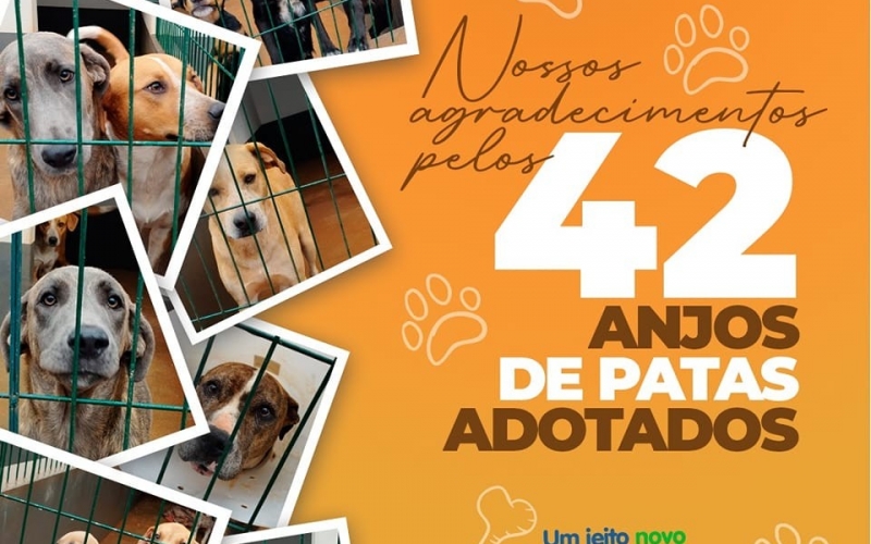 42 animais foram adotados, graça as diversas campanhas de conscientização encabeçadas pela administração municipal